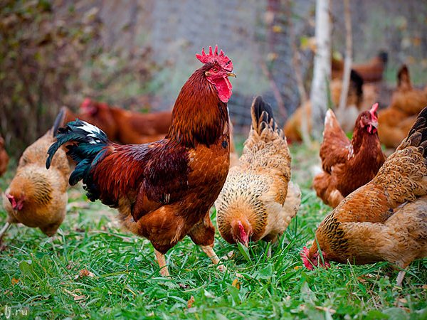 Породы куриц | ЗооТом - продажа, вязка и услуги для животных в Кологриве