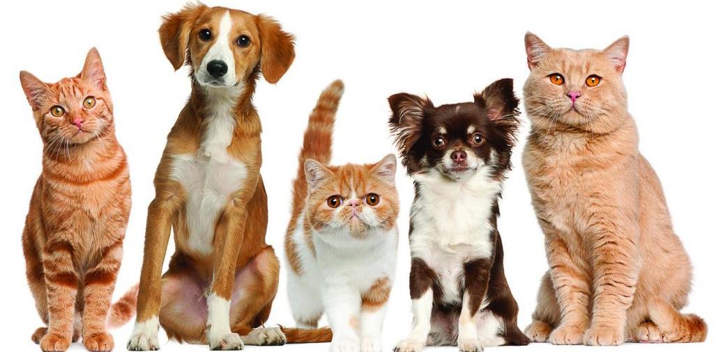 Доска объявлений о животных | ЗооТом - продажа, вязка и услуги для животных в Кологриве