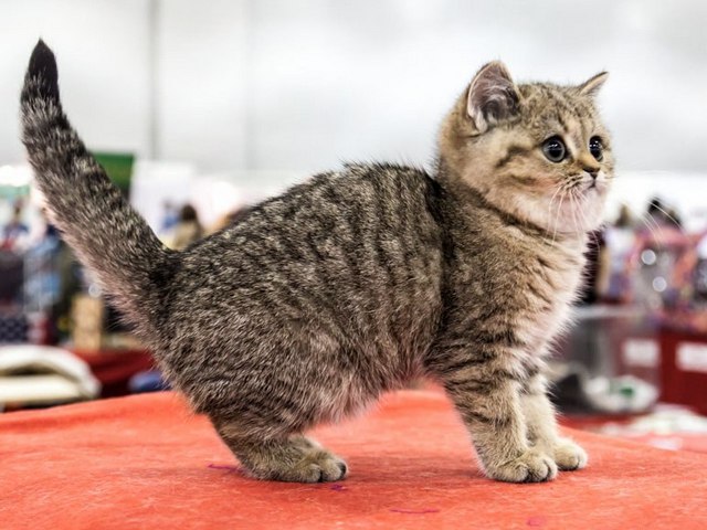 Породы кошек в Кологриве | ЗооТом портал о животных