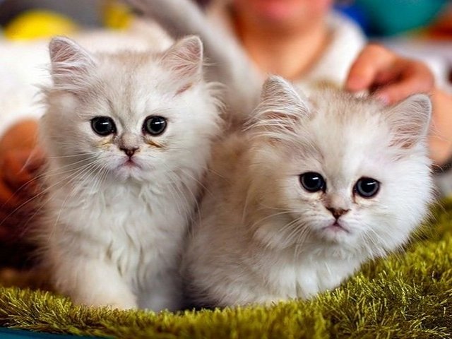 Породы кошек в Кологриве | ЗооТом портал о животных