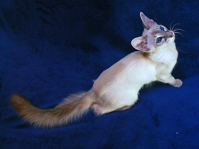 Выведенные породы кошек в Кологриве | ЗооТом портал о животных
