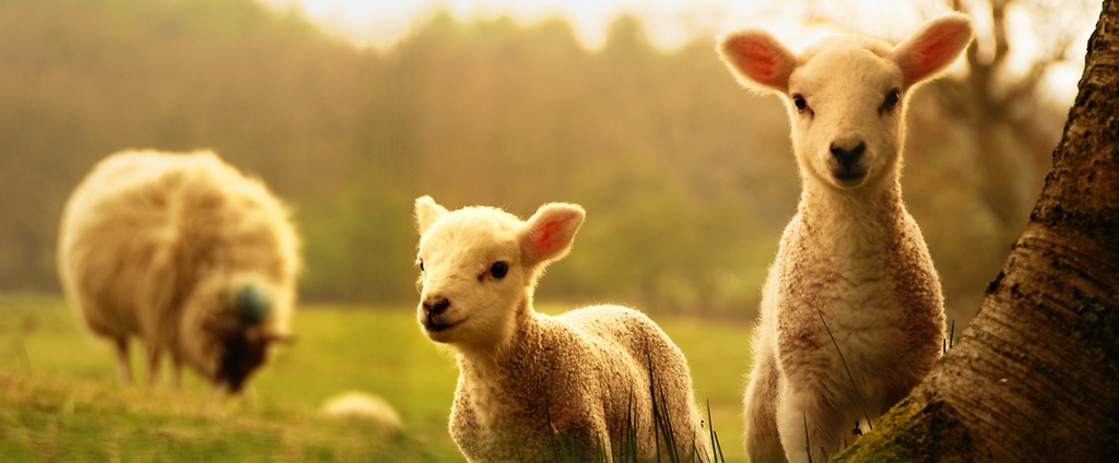 Объявления о сельскохозяйственных животных | ЗооТом - продажа, вязка и услуги для животных в Кологриве