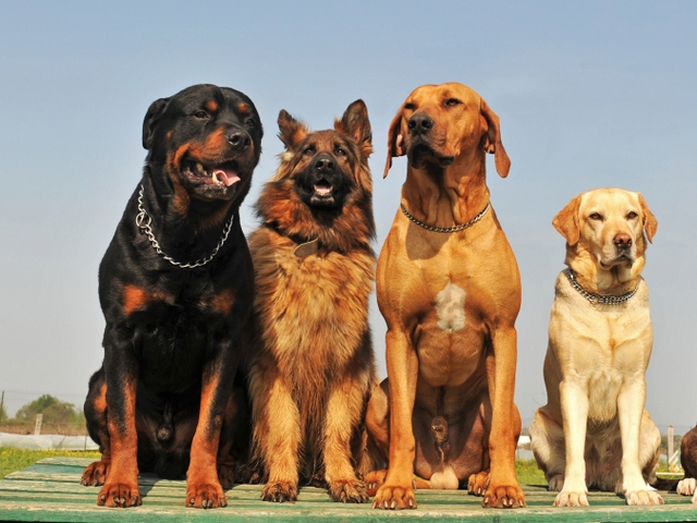 Крупные породы собак в Кологриве | ЗооТом портал о животных