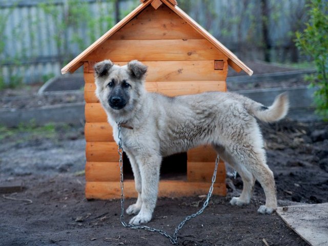 Все о собаках в Кологриве Все о собаках в Кологриве